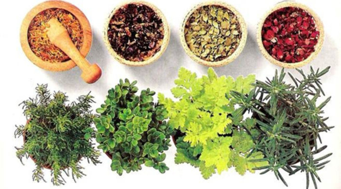 Scaled_plantas-medicinais