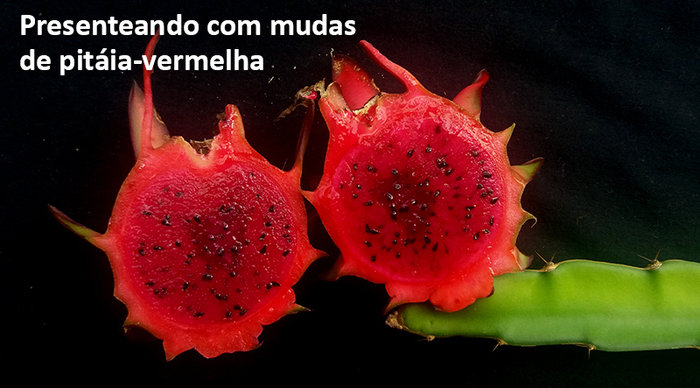 Scaled_pitaia