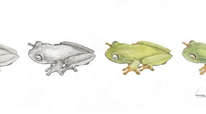 Scaled_vanessa_seiko_-_hypsiboas_albomarginatus