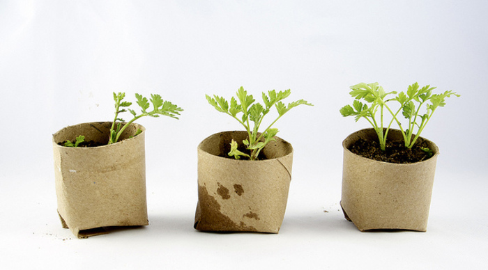 Scaled_seed