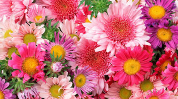 Scaled_flores-5143