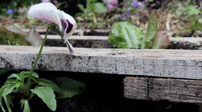 Scaled_garden